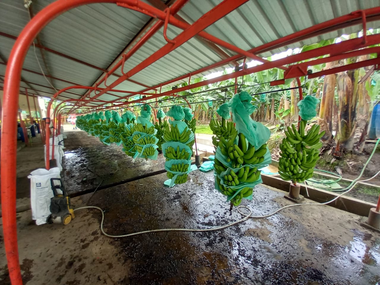 Harvesting Cavendish